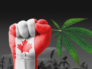 Time to take take back weed from the government